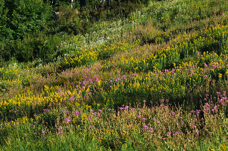 late summer wildflowers (Solidago elongata (Solidago canadensis ssp. elongata), Anaphalis margaritacea, Chamerion angustifolium (Chamaenerion angustifolium) (Epilobium angustifolium)) [Mt. Hood Meadows, Mt. Hood National Forest, Hood River County, Oregon]