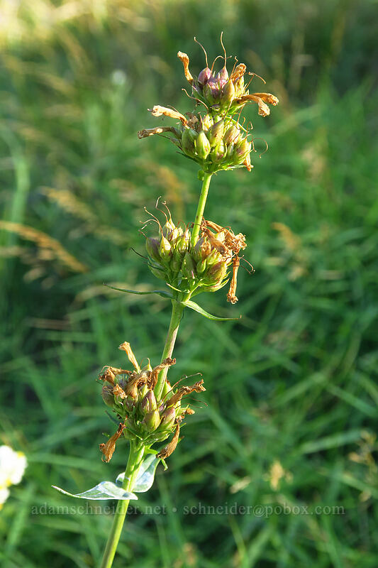 glaucous penstemon, going to seed (Penstemon euglaucus) [Mt. Hood Meadows, Mt. Hood National Forest, Hood River County, Oregon]