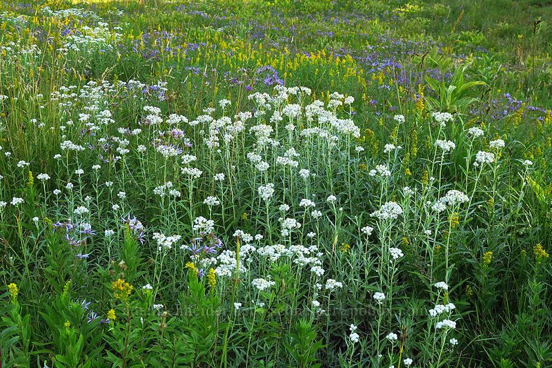 late summer wildflowers (Anaphalis margaritacea, Solidago elongata (Solidago canadensis ssp. elongata), Doellingeria ledophylla (Eucephalus ledophyllus) (Aster ledophyllus)) [Mt. Hood Meadows, Mt. Hood National Forest, Hood River County, Oregon]