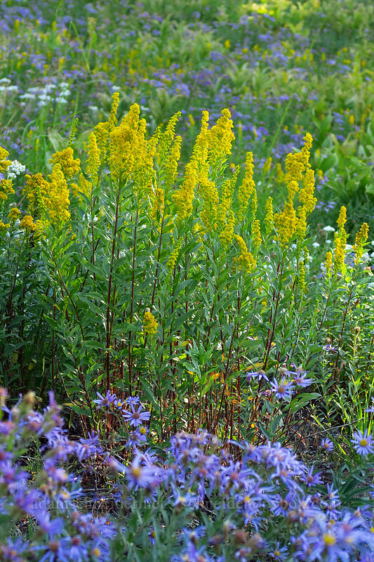 goldenrod (Solidago elongata (Solidago canadensis ssp. elongata)) [Mt. Hood Meadows, Mt. Hood National Forest, Hood River County, Oregon]