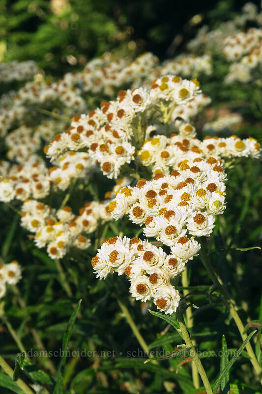 pearly everlasting (Anaphalis margaritacea) [Mt. Hood Meadows, Mt. Hood National Forest, Hood River County, Oregon]