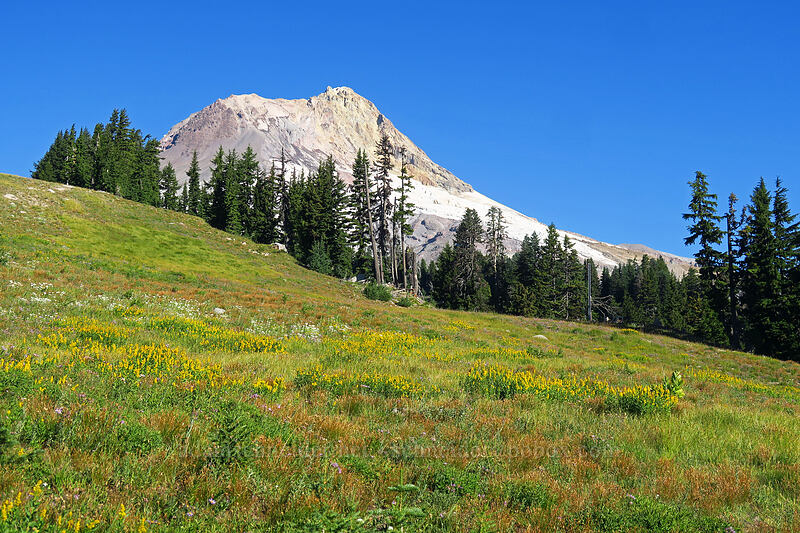 late summer wildflowers (Solidago elongata (Solidago canadensis ssp. elongata), Anaphalis margaritacea, Doellingeria ledophylla (Eucephalus ledophyllus) (Aster ledophyllus)) [Timberline Trail, Mt. Hood National Forest, Hood River County, Oregon]