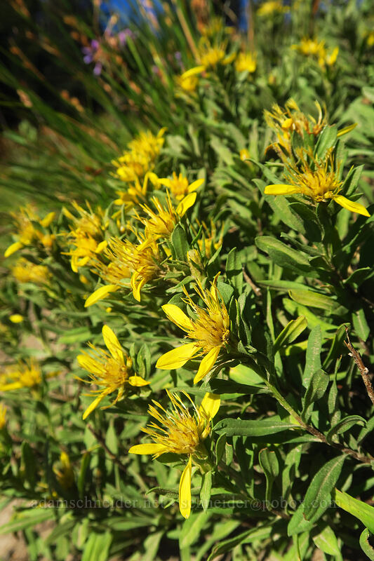 Greene's goldenbush (Ericameria greenei (Haplopappus greenei)) [Timberline Trail, Mt. Hood National Forest, Hood River County, Oregon]