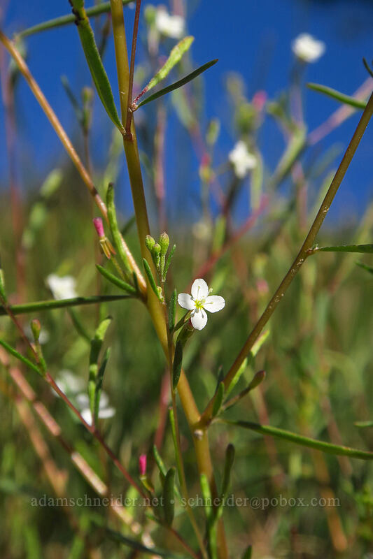 groundsmoke (Gayophytum diffusum) [Timberline Trail, Mt. Hood National Forest, Hood River County, Oregon]