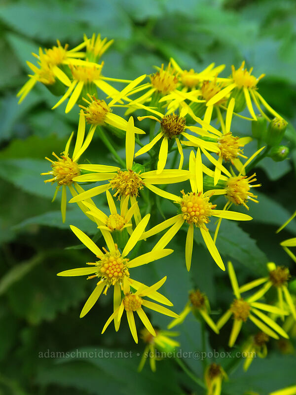 arrow-leaf groundsel (Senecio triangularis) [Heather Canyon, Mt. Hood National Forest, Hood River County, Oregon]