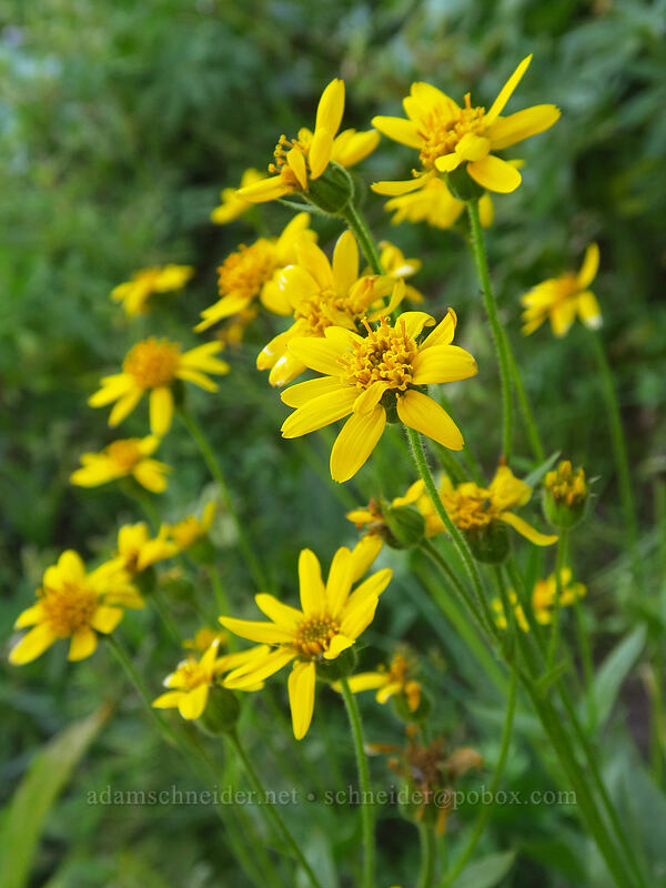 hairy arnica (Arnica mollis) [Heather Canyon, Mt. Hood National Forest, Hood River County, Oregon]