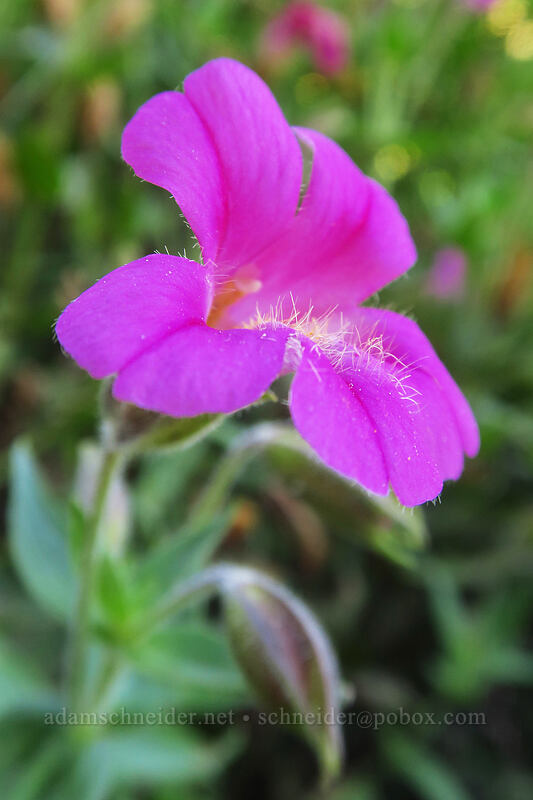 Lewis' monkeyflower (Erythranthe lewisii (Mimulus lewisii)) [Heather Canyon, Mt. Hood National Forest, Hood River County, Oregon]
