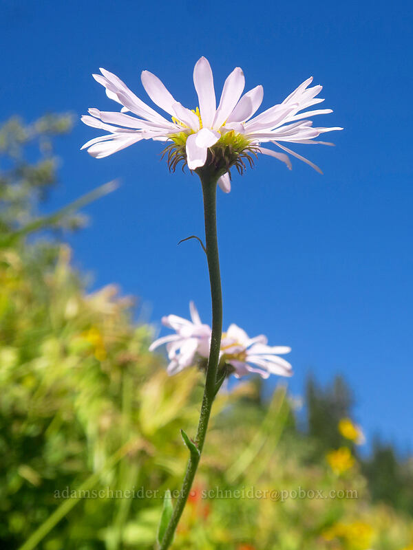 subalpine fleabane (Erigeron glacialis var. glacialis) [Heather Canyon, Mt. Hood National Forest, Hood River County, Oregon]
