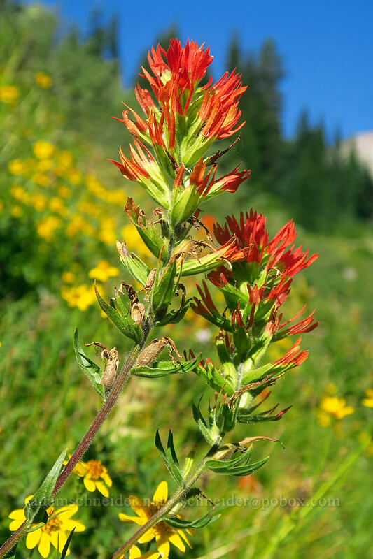 Suksdorf's paintbrush & hairy arnica (Castilleja suksdorfii, Arnica mollis) [Heather Canyon, Mt. Hood National Forest, Hood River County, Oregon]