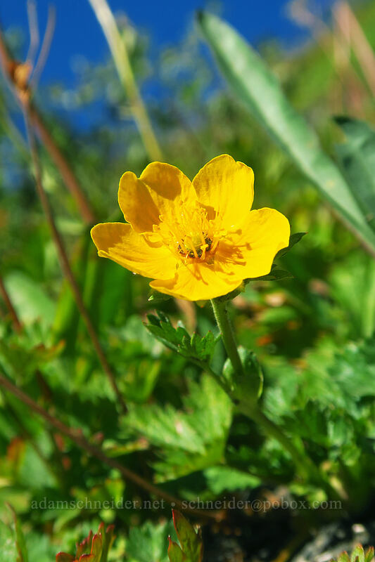 fan-leaf cinquefoil (Potentilla flabellifolia) [Heather Canyon, Mt. Hood National Forest, Hood River County, Oregon]