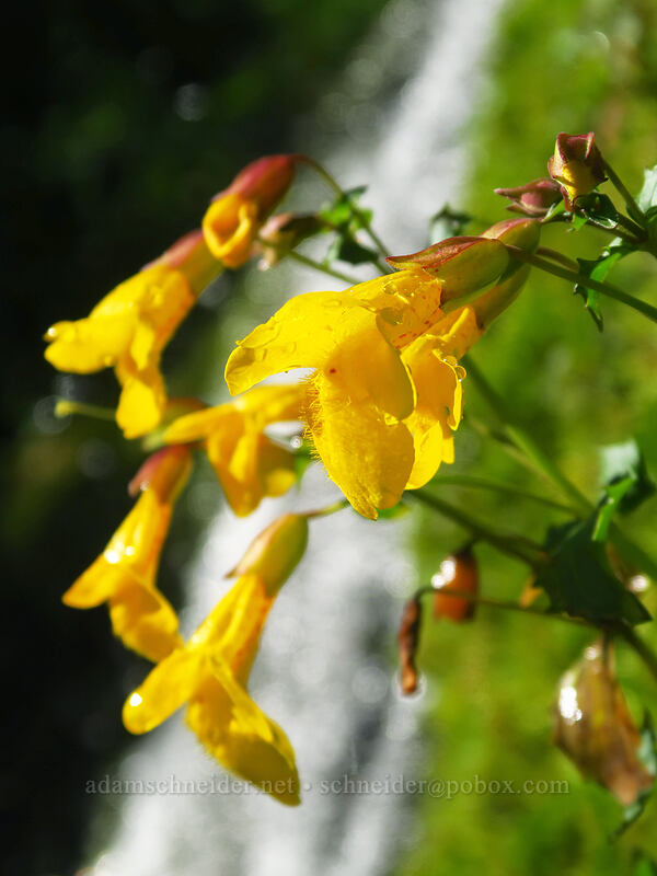 yellow monkeyflower (Erythranthe sp. (Mimulus sp.)) [Heather Canyon, Mt. Hood National Forest, Hood River County, Oregon]