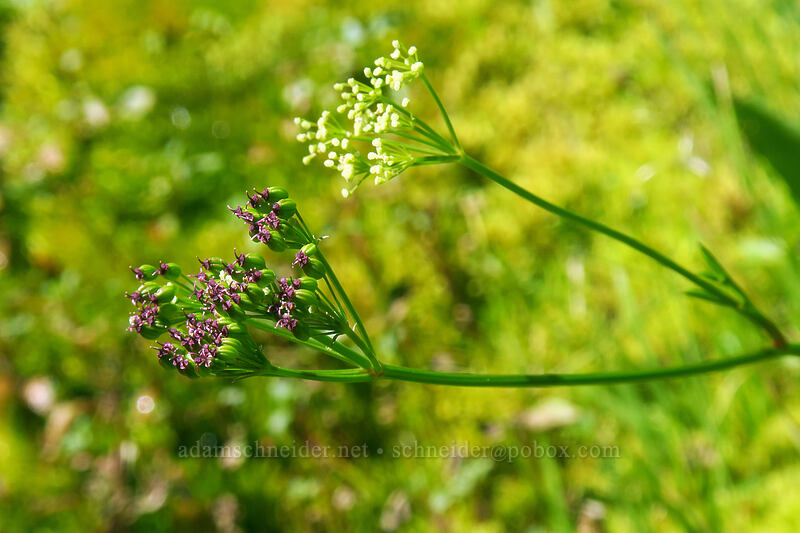 Gray's lovage (Ligusticum grayi) [Heather Canyon, Mt. Hood National Forest, Hood River County, Oregon]