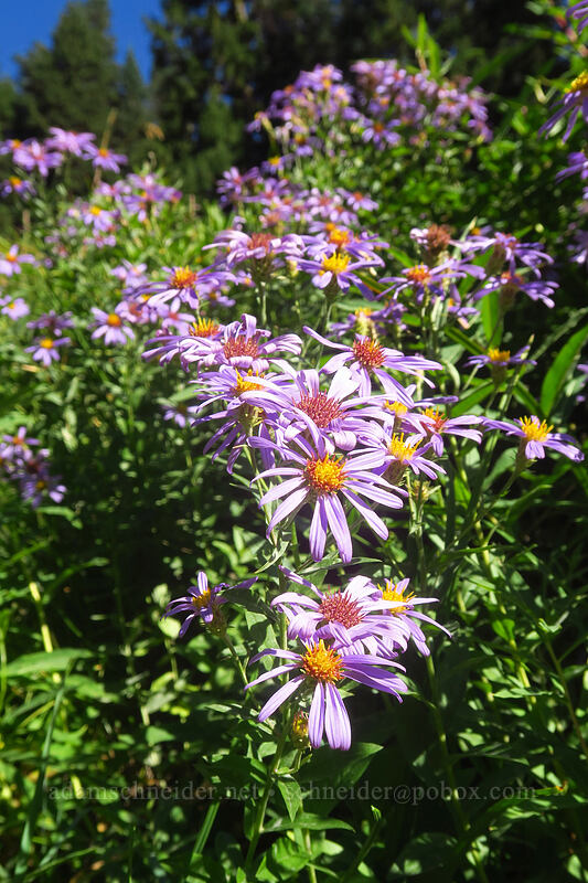 Cascade asters (Doellingeria ledophylla (Eucephalus ledophyllus) (Aster ledophyllus)) [Heather Canyon, Mt. Hood National Forest, Hood River County, Oregon]