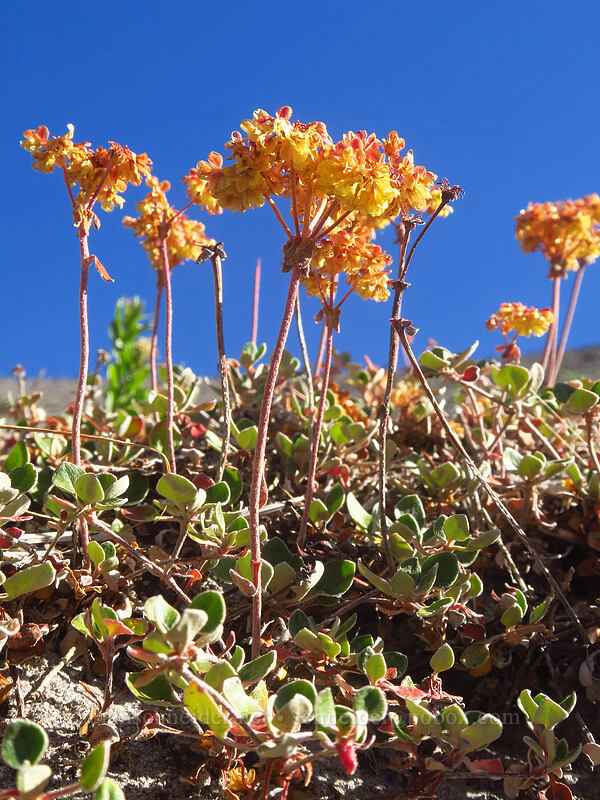 marum-leaf buckwheat (Eriogonum marifolium) [Timberline Trail, Mt. Hood National Forest, Hood River County, Oregon]