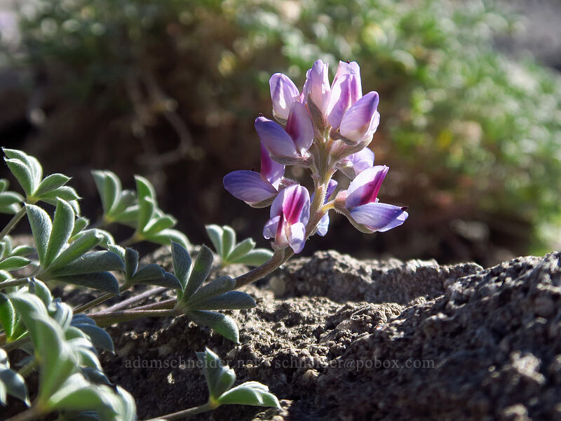 dwarf lupine (Lupinus lepidus var. lobbii) [Timberline Trail, Mt. Hood National Forest, Hood River County, Oregon]