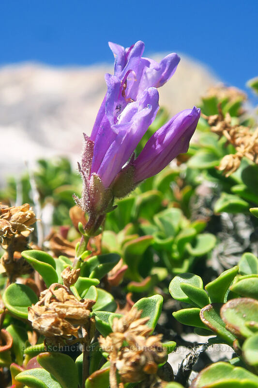 Davidson's penstemon (Penstemon davidsonii) [Newton Clark Ridge, Mt. Hood Wilderness, Hood River County, Oregon]