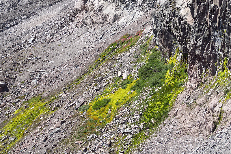 alpine monkeyflower gardens [Newton Clark Ridge, Mt. Hood Wilderness, Hood River County, Oregon]