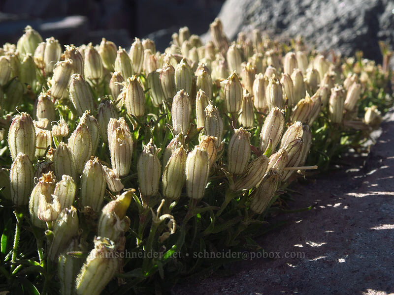 Suksdorf's catchfly (Silene suksdorfii) [Newton Clark Ridge, Mt. Hood Wilderness, Hood River County, Oregon]