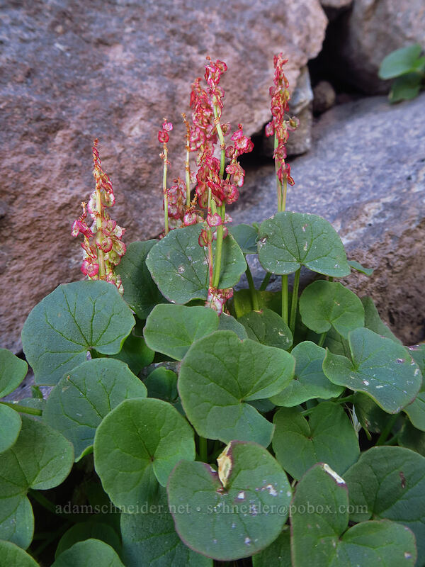 alpine sorrel (Oxyria digyna) [Newton Clark Ridge, Mt. Hood Wilderness, Hood River County, Oregon]