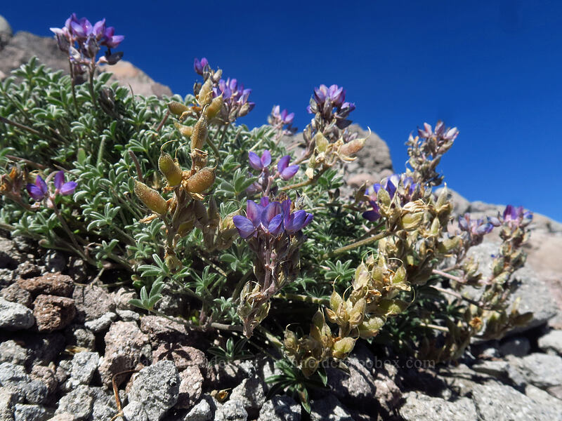 dwarf lupine (Lupinus lepidus var. lobbii) [Newton Clark Ridge, Mt. Hood Wilderness, Hood River County, Oregon]