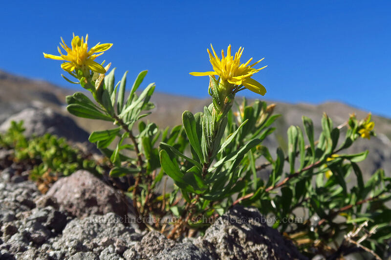 Greene's goldenbush (Ericameria greenei (Haplopappus greenei)) [Newton Clark Ridge, Mt. Hood Wilderness, Hood River County, Oregon]