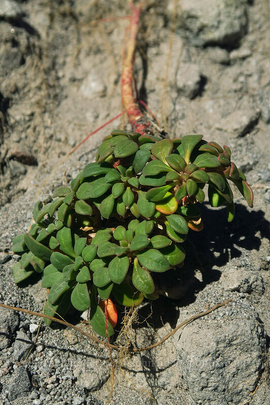 pussypaws leaves, hanging on by the roots (Calyptridium umbellatum (Cistanthe umbellata)) [Timberline Trail, Mt. Hood National Forest, Hood River County, Oregon]