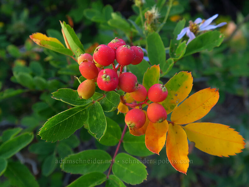 Sitka mountain-ash berries (Sorbus sitchensis) [Heather Canyon, Mt. Hood National Forest, Hood River County, Oregon]
