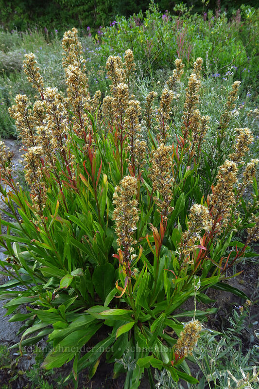 rainiera, going to seed (Rainiera stricta (Luina stricta)) [Heather Canyon, Mt. Hood National Forest, Hood River County, Oregon]