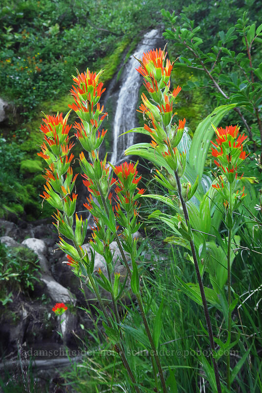 Suksdorf's paintbrush (Castilleja suksdorfii) [Heather Canyon, Mt. Hood National Forest, Hood River County, Oregon]