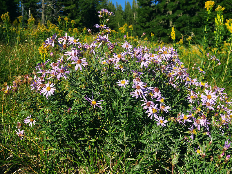 Cascade asters & goldenrod (Doellingeria ledophylla (Eucephalus ledophyllus) (Aster ledophyllus), Solidago elongata (Solidago canadensis ssp. elongata)) [Mt. Hood Meadows, Mt. Hood National Forest, Hood River County, Oregon]