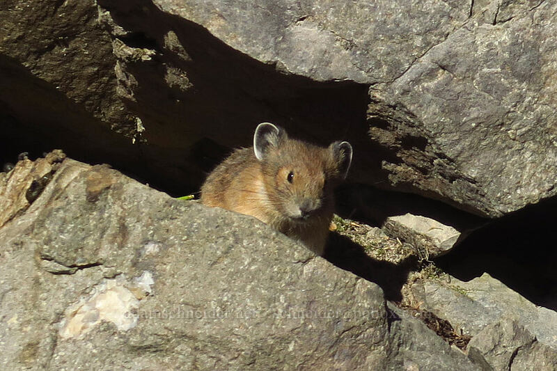pika (Ochotona princeps fenisex) [Mowich Lake Trailhead, Mount Rainier National Park, Pierce County, Washington]
