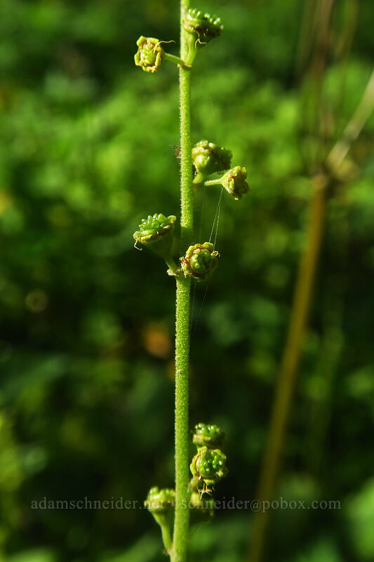 Brewer's mitrewort, going to seed (Brewerimitella breweri (Pectiantia breweri) (Mitella breweri)) [Mowich Lake Trailhead, Mount Rainier National Park, Pierce County, Washington]