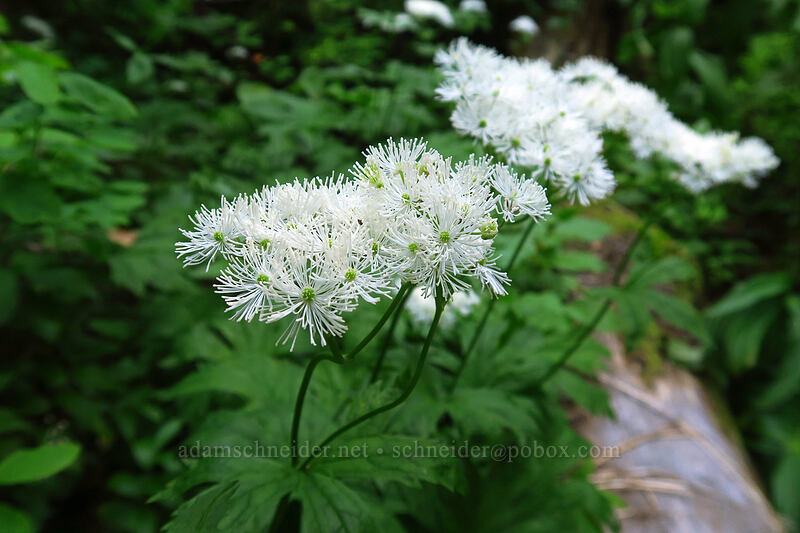 false bugbane (Trautvetteria caroliniensis) [Wonderland Trail, Mount Rainier National Park, Pierce County, Washington]