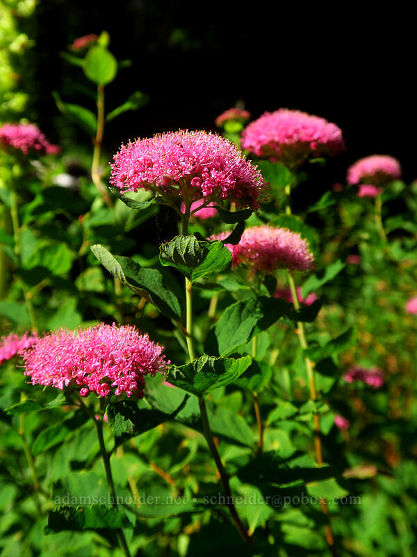 subalpine spirea (Spiraea splendens (Spiraea densiflora)) [Spray Park Trail, Mount Rainier National Park, Pierce County, Washington]