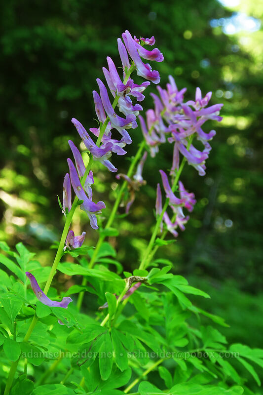 Scouler's corydalis (Corydalis scouleri) [Spray Park Trail, Mount Rainier National Park, Pierce County, Washington]