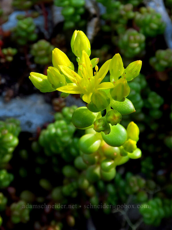 spreading stonecrop (Sedum divergens) [Spray Falls Spur Trail, Mount Rainier National Park, Pierce County, Washington]