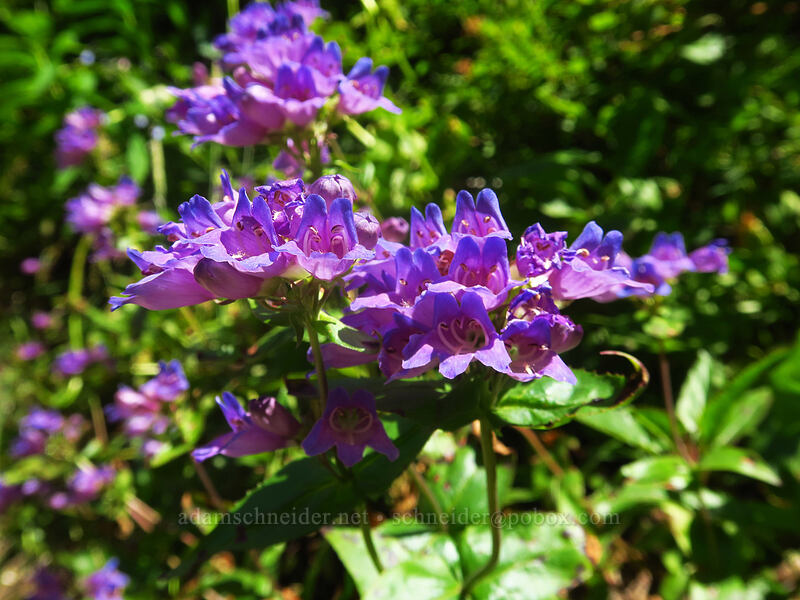 Cascades penstemon (Penstemon serrulatus) [Spray Falls Spur Trail, Mount Rainier National Park, Pierce County, Washington]
