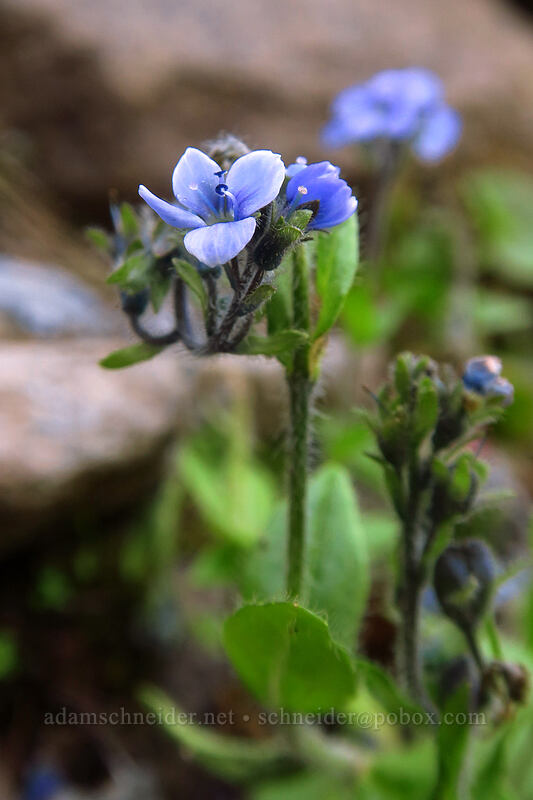 alpine speedwell (Veronica wormskjoldii) [Spray Falls, Mount Rainier National Park, Pierce County, Washington]