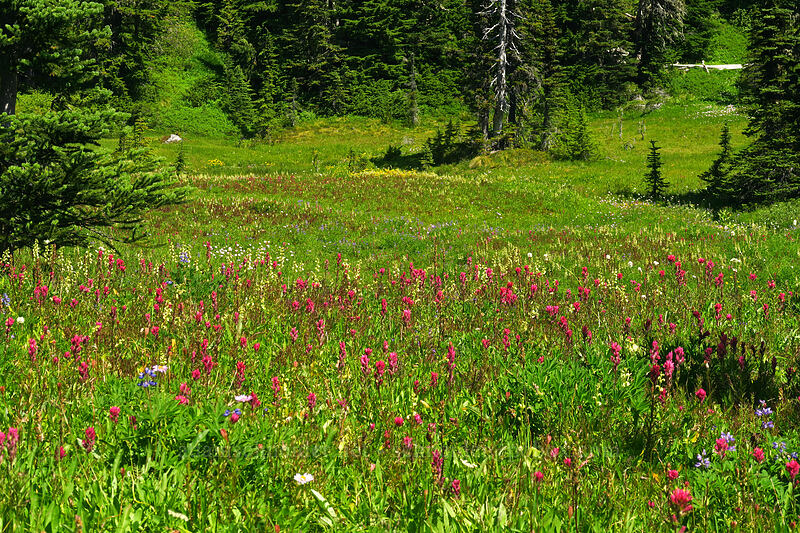 wildflowers (Castilleja parviflora var. oreopola, Pedicularis contorta, Erigeron glacialis var. glacialis) [Spray Park, Mount Rainier National Park, Pierce County, Washington]