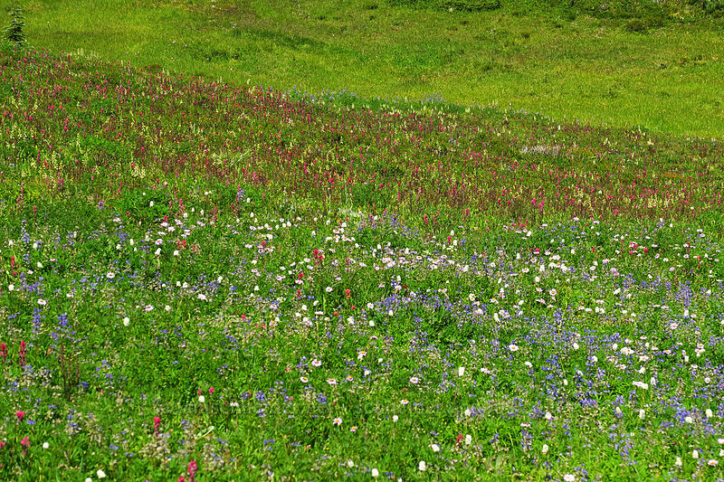 wildflowers (Lupinus latifolius, Erigeron glacialis var. glacialis, Castilleja parviflora var. oreopola, Pedicularis contorta, Bistorta bistortoides (Polygonum bistortoides)) [Spray Park, Mount Rainier National Park, Pierce County, Washington]