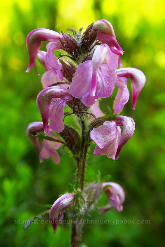 bird's-beak lousewort (Pedicularis ornithorhynchos (Pedicularis ornithorhyncha)) [Spray Park, Mount Rainier National Park, Pierce County, Washington]