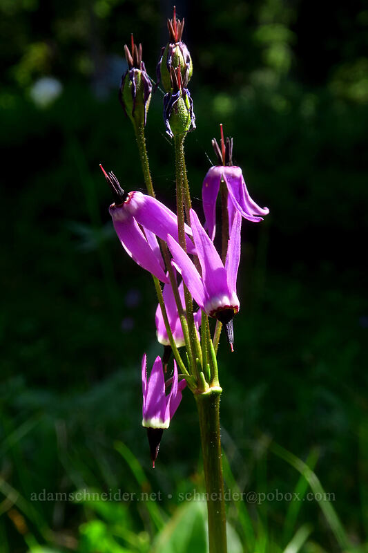 tall mountain shooting stars (Dodecatheon jeffreyi (Primula jeffreyi)) [Spray Park Trail, Mount Rainier National Park, Pierce County, Washington]
