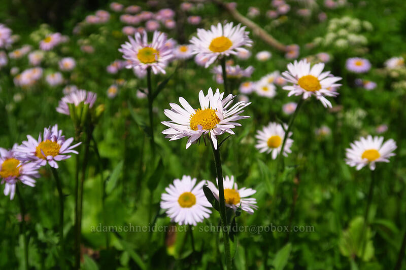 subalpine fleabane (Erigeron glacialis var. glacialis) [Spray Park Trail, Mount Rainier National Park, Pierce County, Washington]