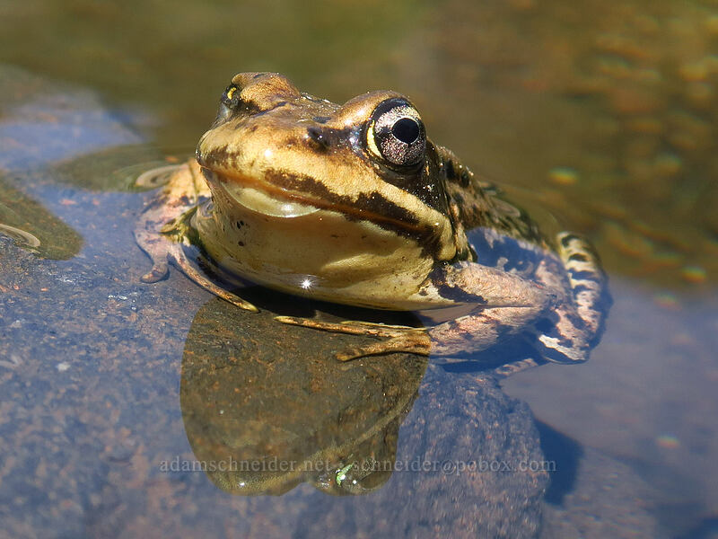 Cascades frog (Rana cascadae) [Spray Park Trail, Mount Rainier National Park, Pierce County, Washington]