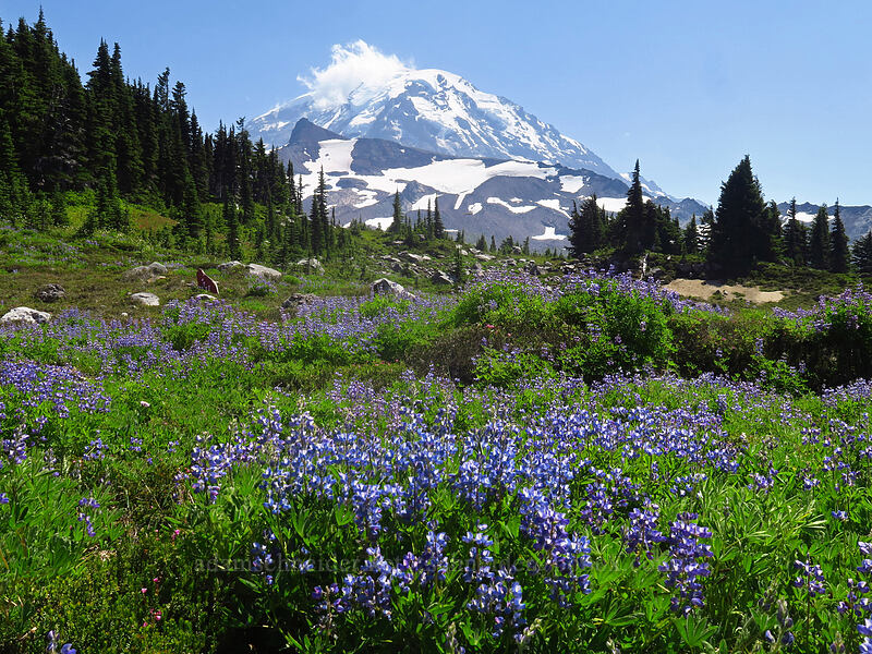 lupines & Mt. Rainier (Lupinus latifolius) [Spray Park Trail, Mount Rainier National Park, Pierce County, Washington]