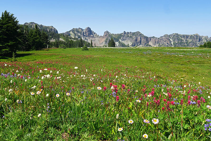 wildflowers & Mother Mountain (Castilleja parviflora var. oreopola, Erigeron glacialis var. glacialis, Lupinus latifolius, Bistorta bistortoides (Polygonum bistortoides)) [Spray Park Trail, Mount Rainier National Park, Pierce County, Washington]