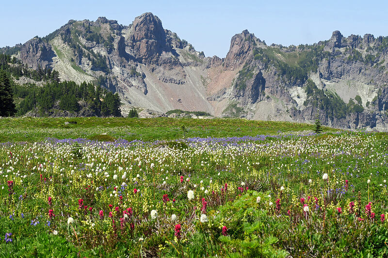 wildflowers & Mother Mountain (Bistorta bistortoides (Polygonum bistortoides), Castilleja parviflora var. oreopola, Pedicularis contorta, Lupinus latifolius) [Spray Park Trail, Mount Rainier National Park, Pierce County, Washington]