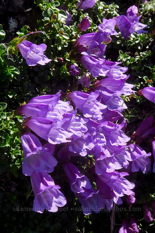 Davidson's penstemon (Penstemon davidsonii) [Mt. Pleasant, Mount Rainier National Park, Pierce County, Washington]