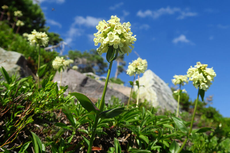 yellow penstemon (Penstemon confertus) [Mt. Pleasant, Mount Rainier National Park, Pierce County, Washington]