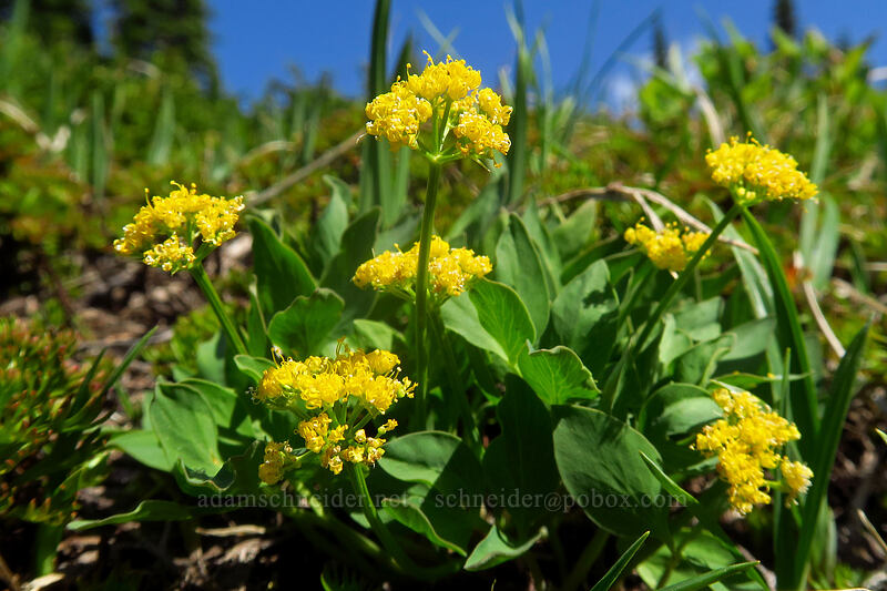 Strickland's umbrella-wort (Tauschia stricklandii) [Knapsack Pass Trail, Mount Rainier National Park, Pierce County, Washington]